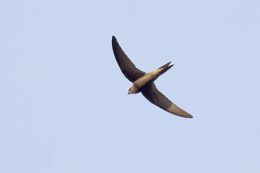 Pallid Swift
