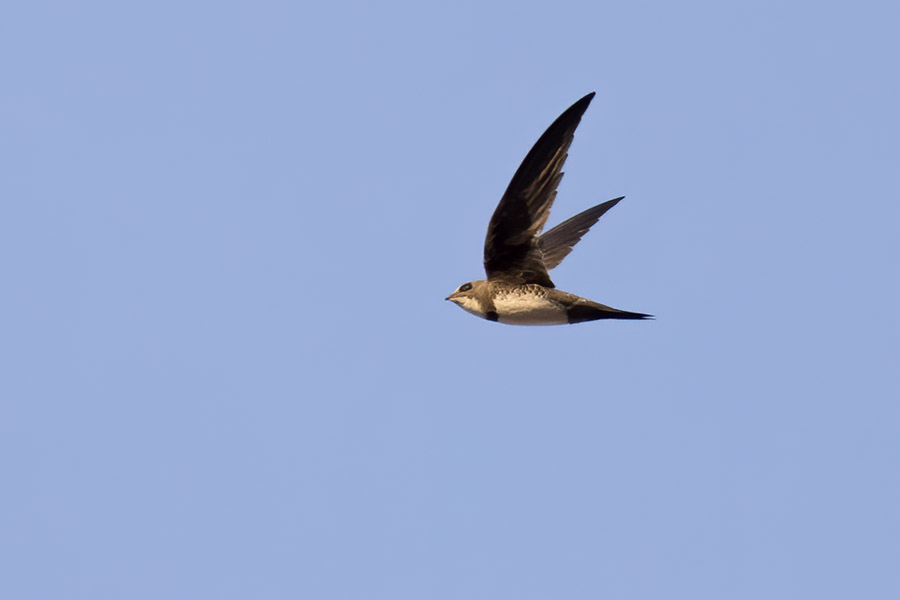Alpine Swift