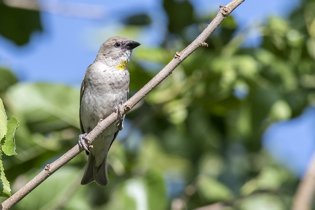 Yellow-throated Sparrow