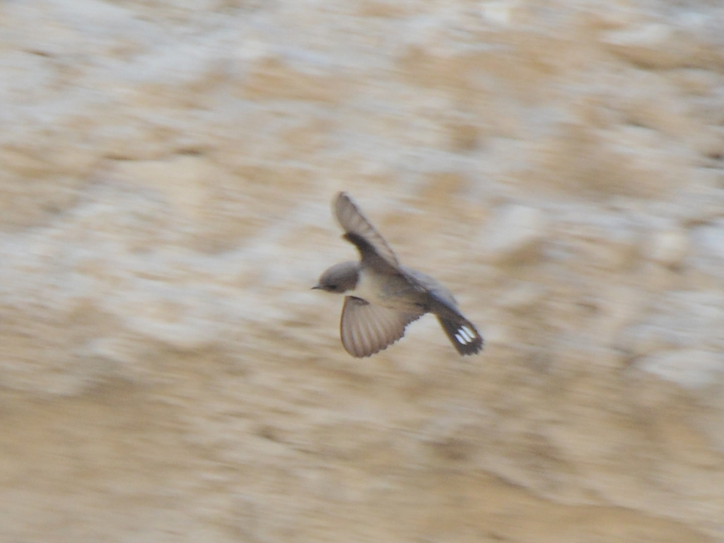 Eurasian Crag Martin