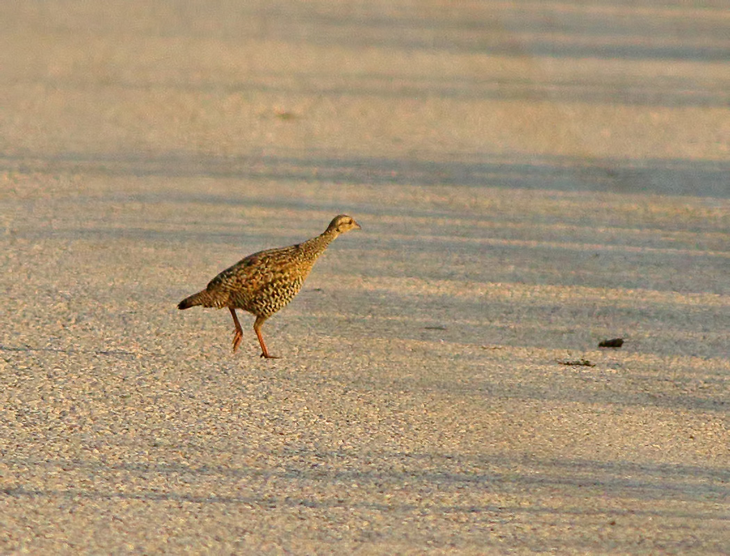 Black Francolin