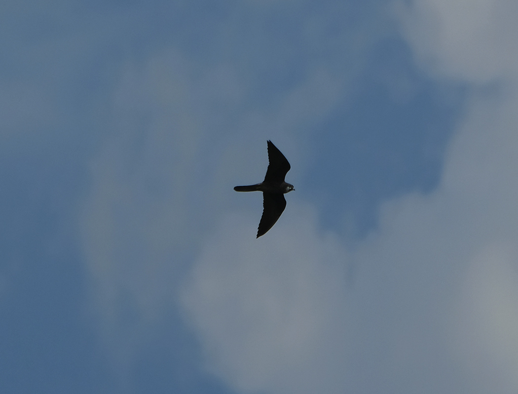 Eleonora`s Falcon
