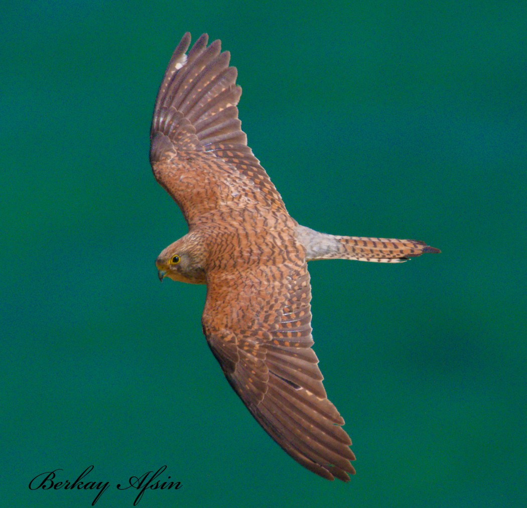 Lesser Kestrel