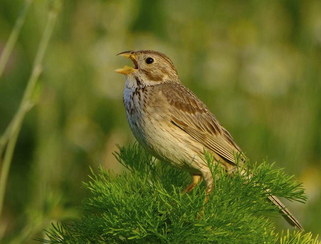 Corn Bunting