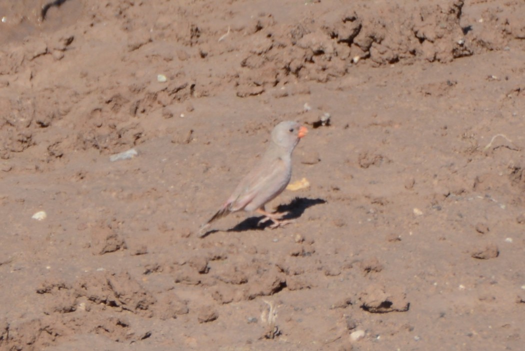 Trumpeter Finch