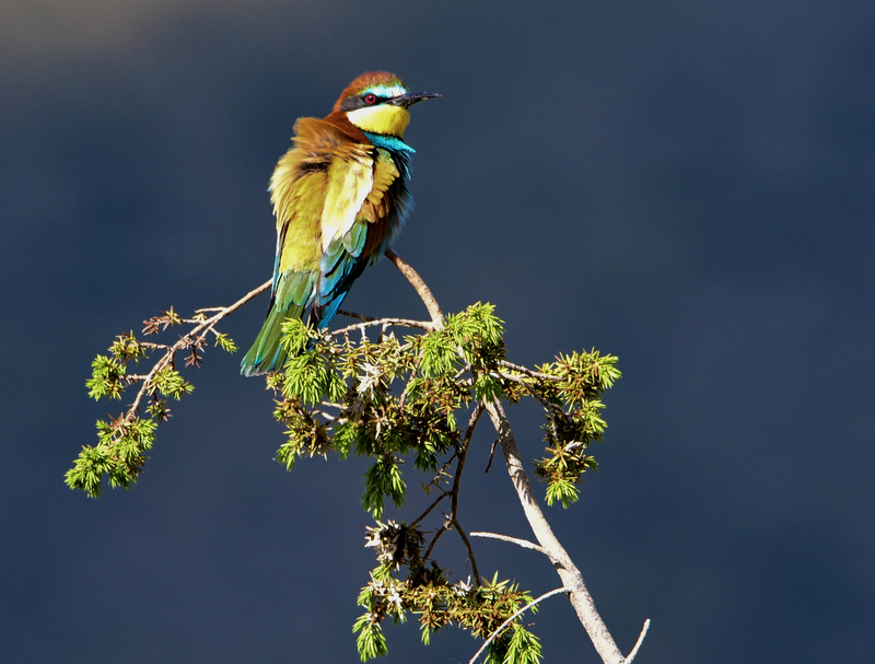 European Bee-eater