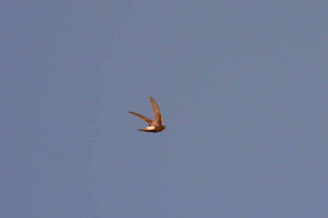 Little Swift