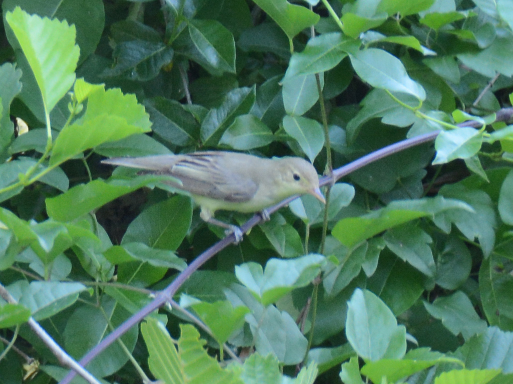 Icterine Warbler