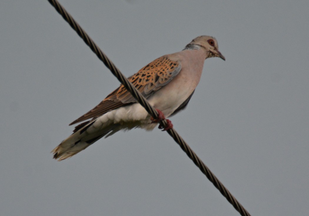 European Turtle Dove