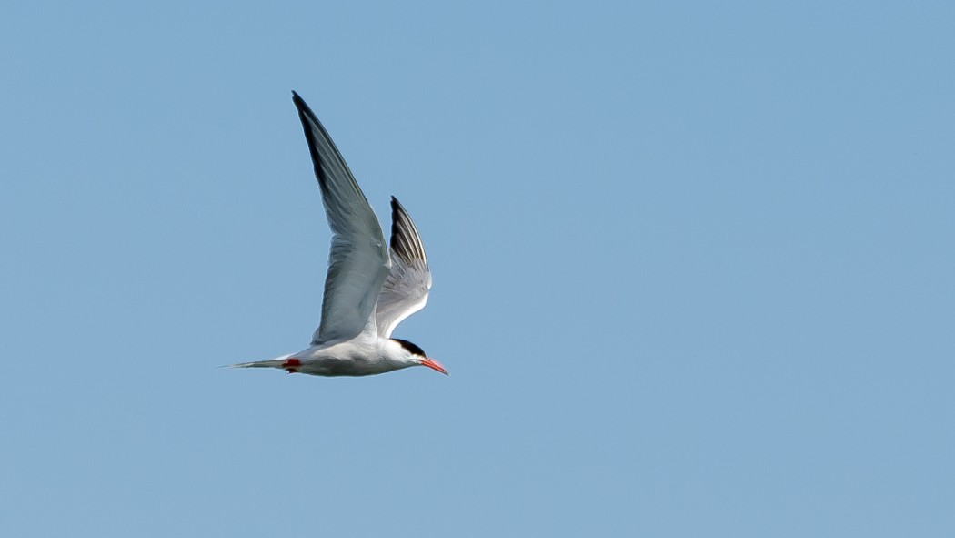 Common Tern