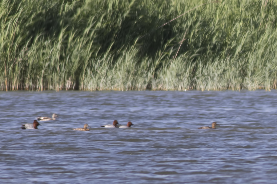 Gadwall