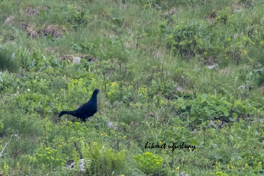 Caucasian Grouse