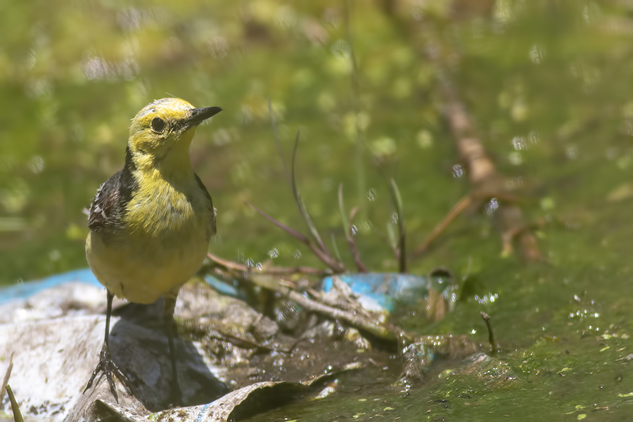 Citrine Wagtail