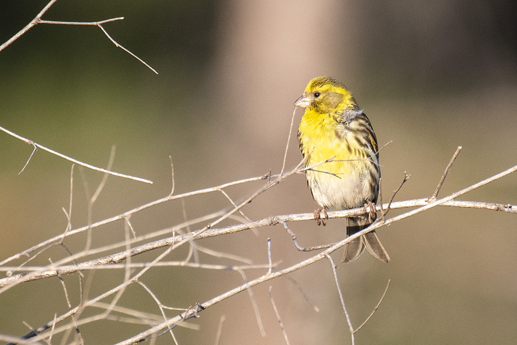 European Serin
