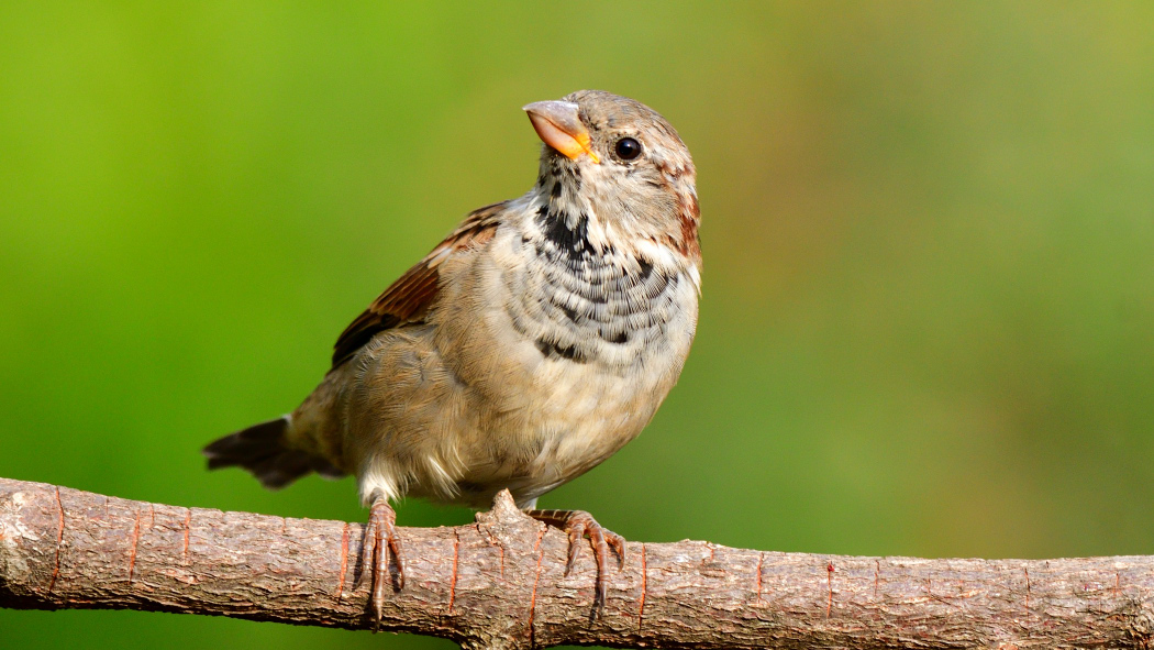 House Sparrow