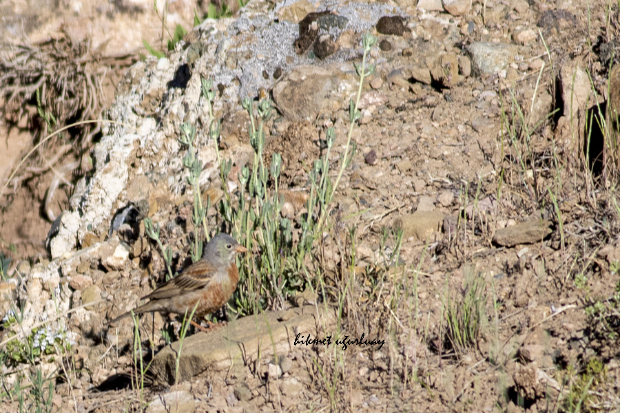 Grey-necked Bunting