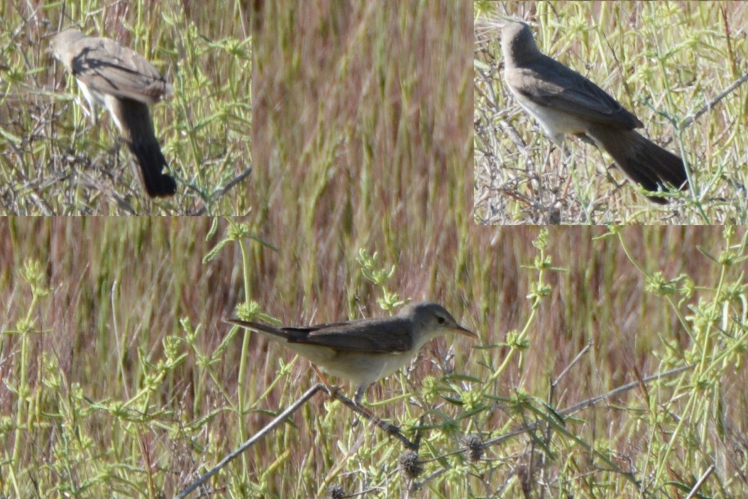 Upcher`s Warbler