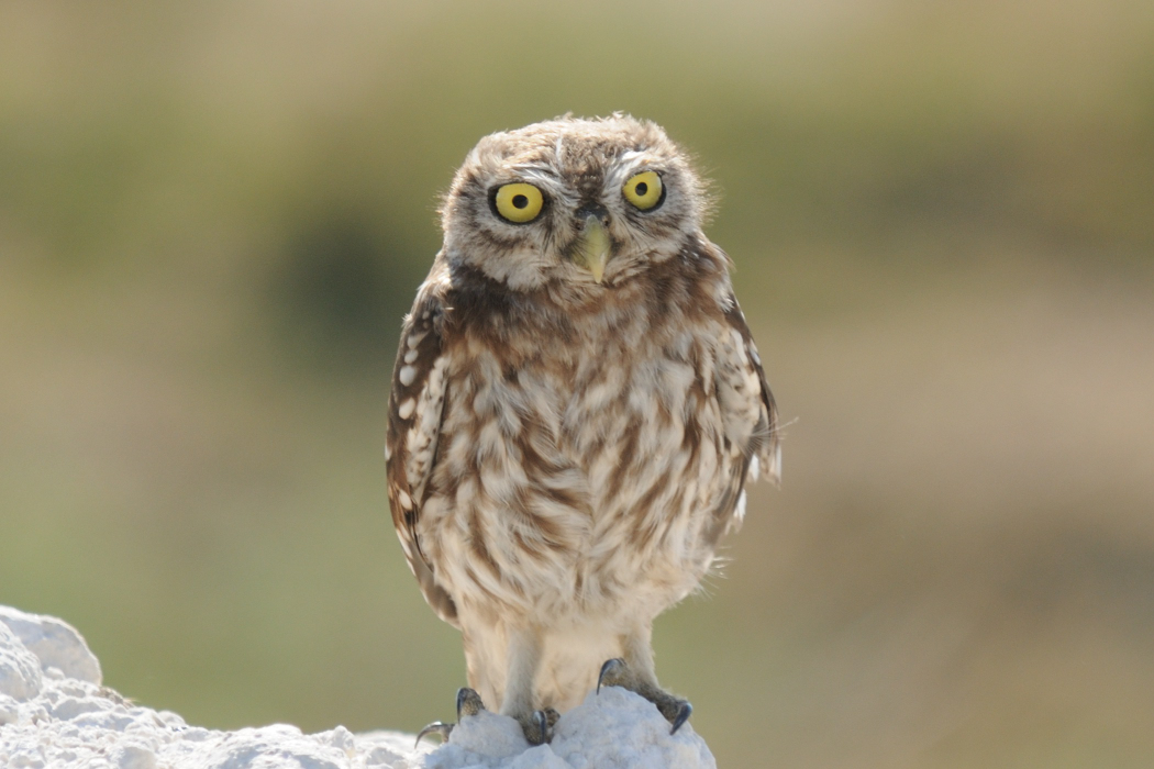 Little Owl