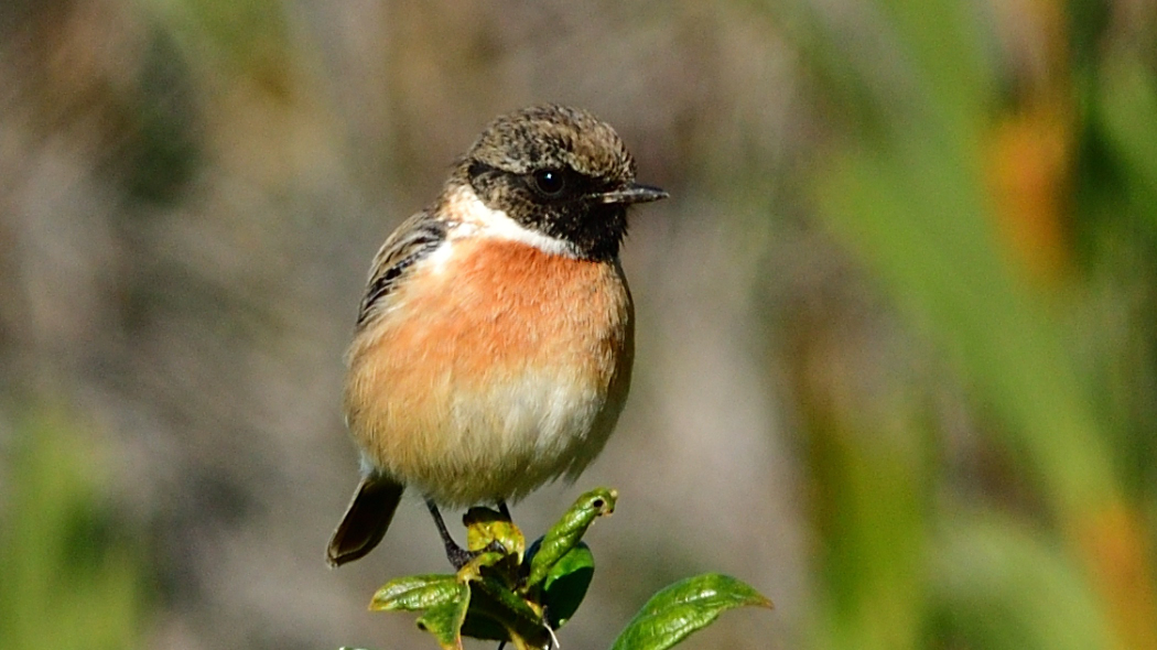 European Stonechat
