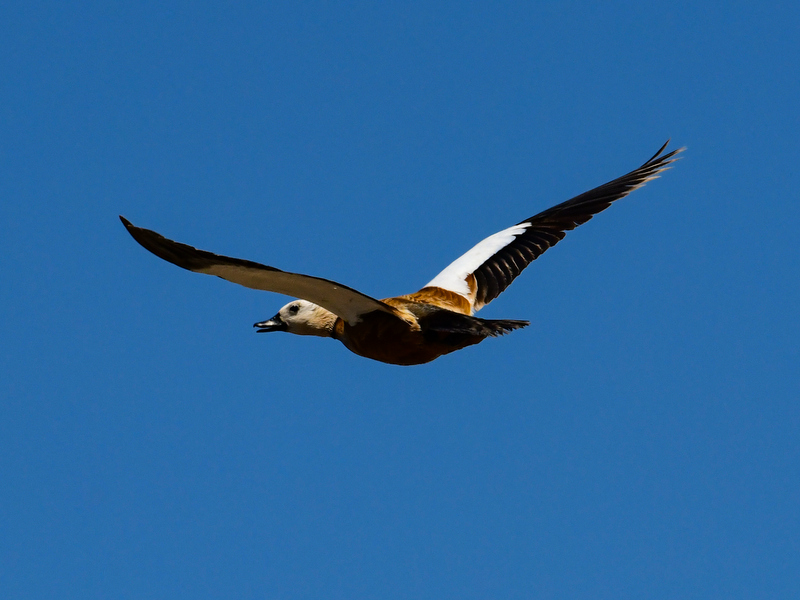 Ruddy Shelduck