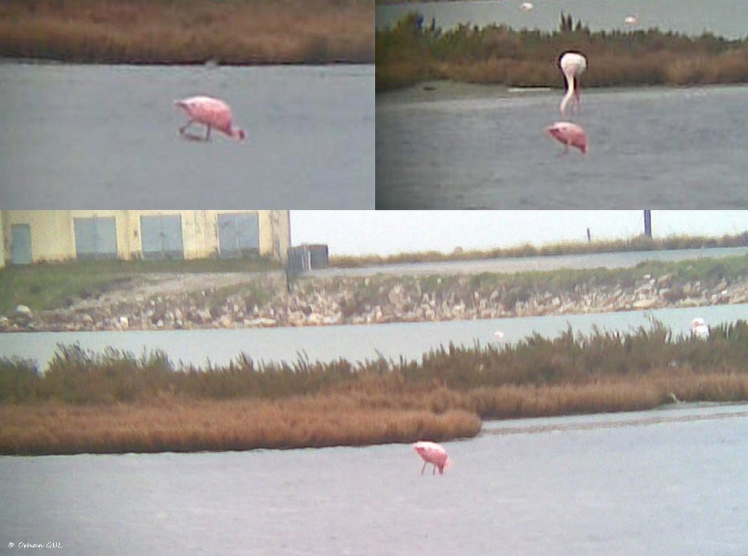 Lesser Flamingo