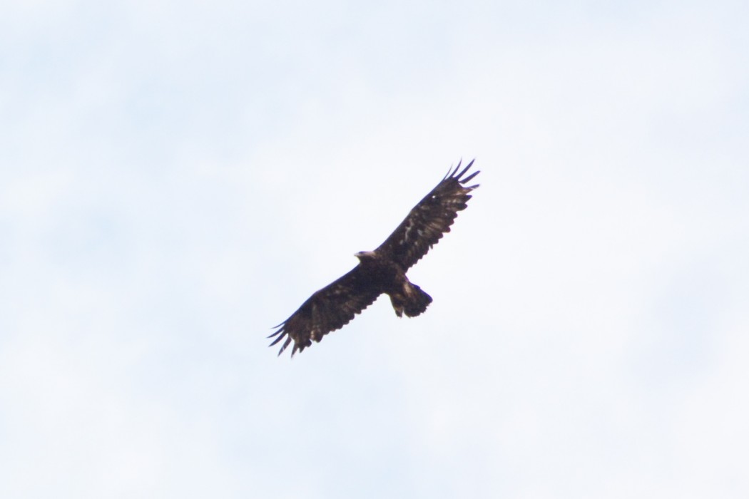 Golden Eagle