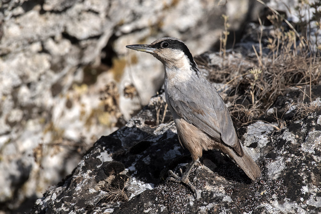 Eastern Rock Nuthatch
