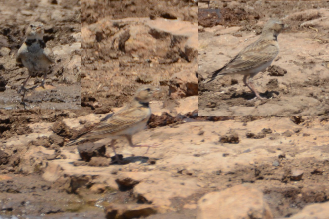 Bimaculated Lark