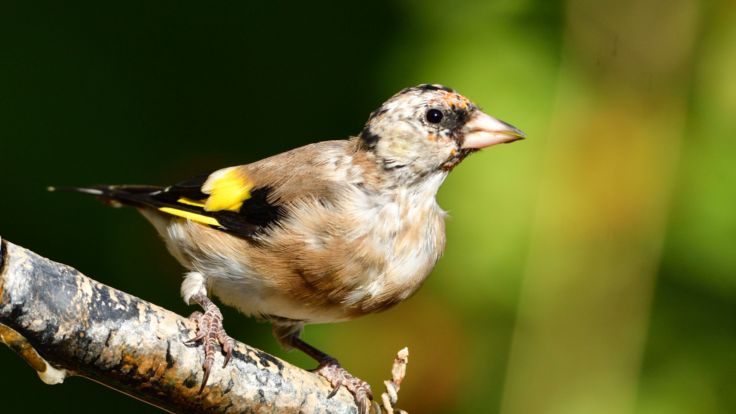 European Goldfinch