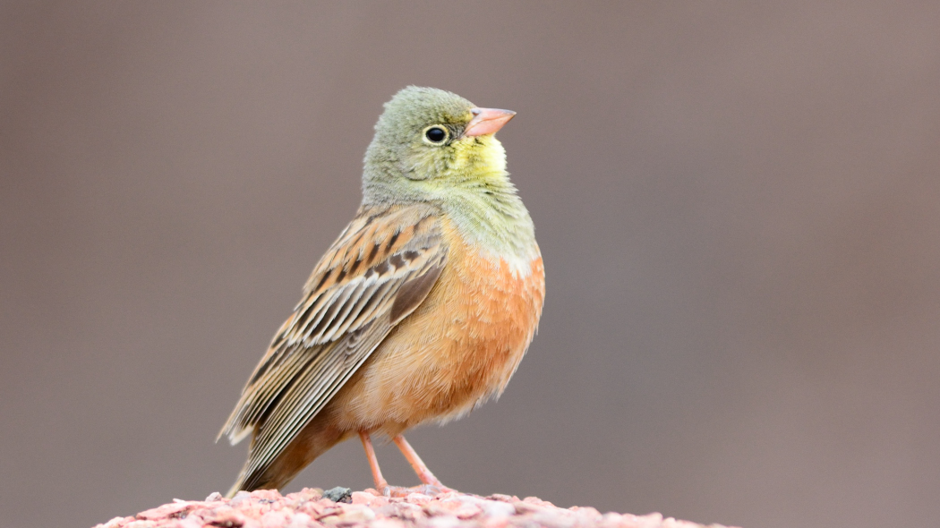 Ortolan Bunting