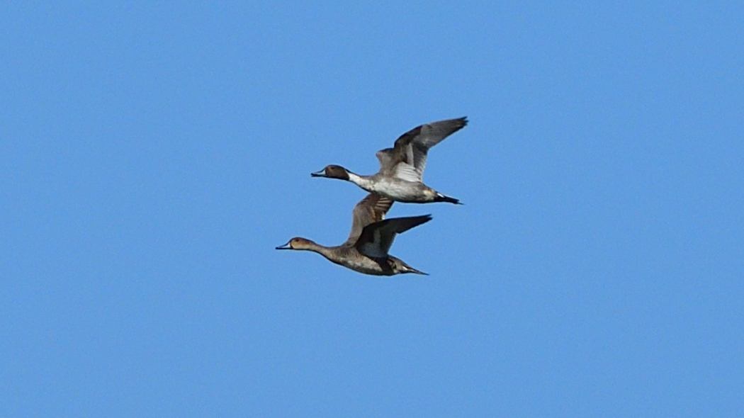 Northern Pintail