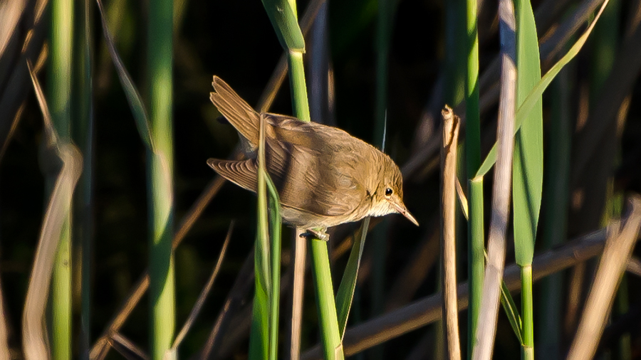 Common Reed Warbler