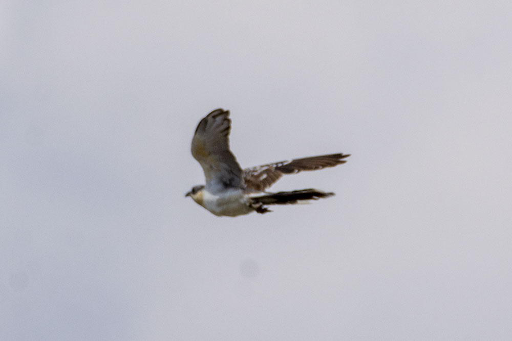 Great Spotted Cuckoo