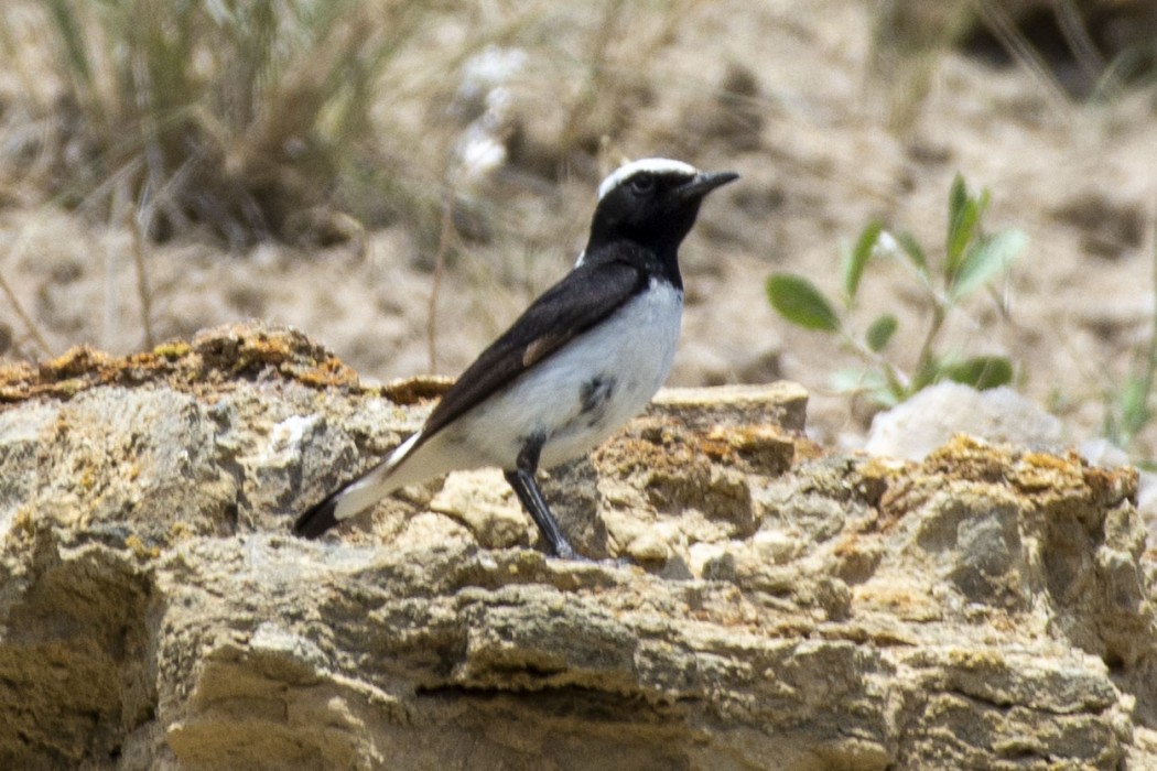 Finsch`s Wheatear