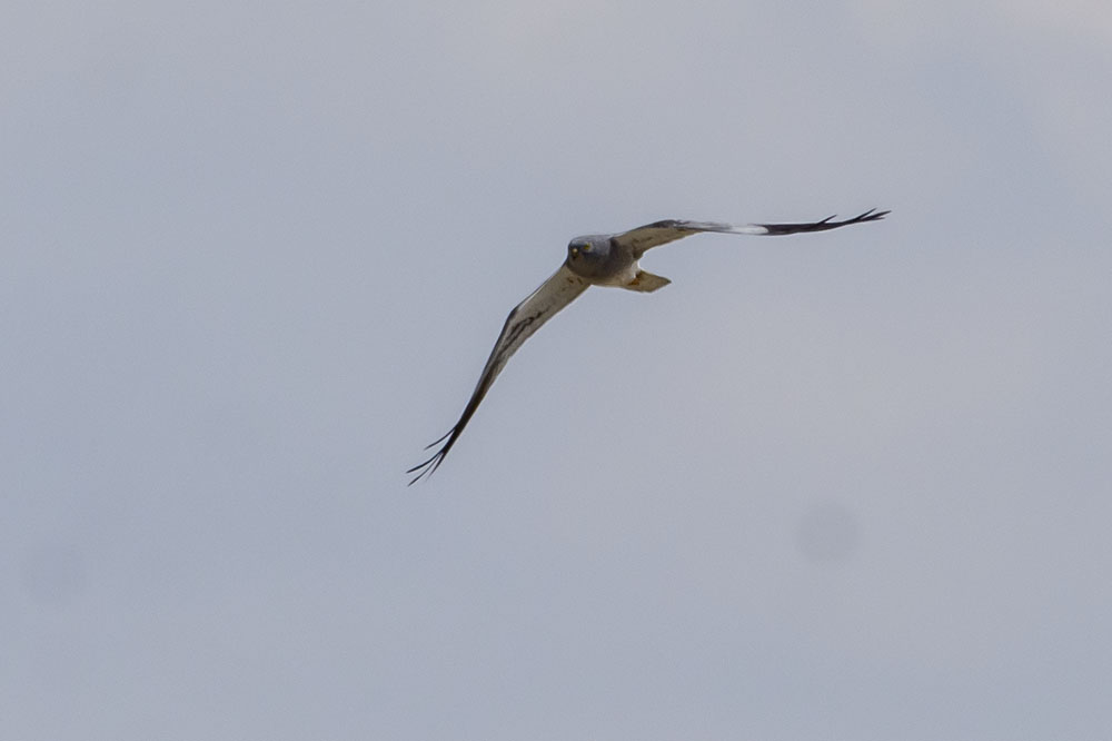 Montagu`s Harrier