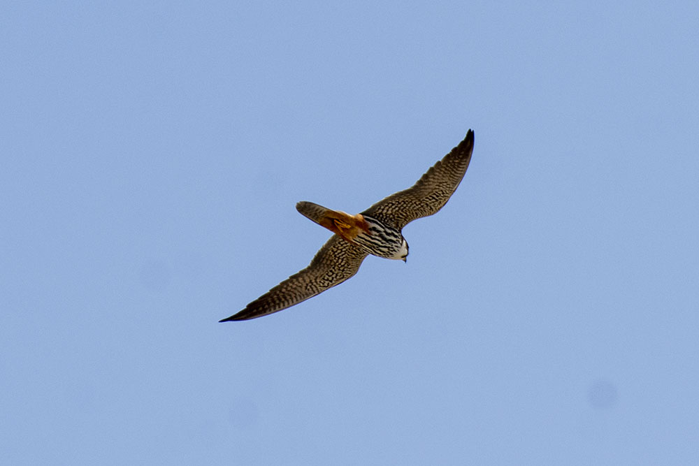 Eurasian Hobby