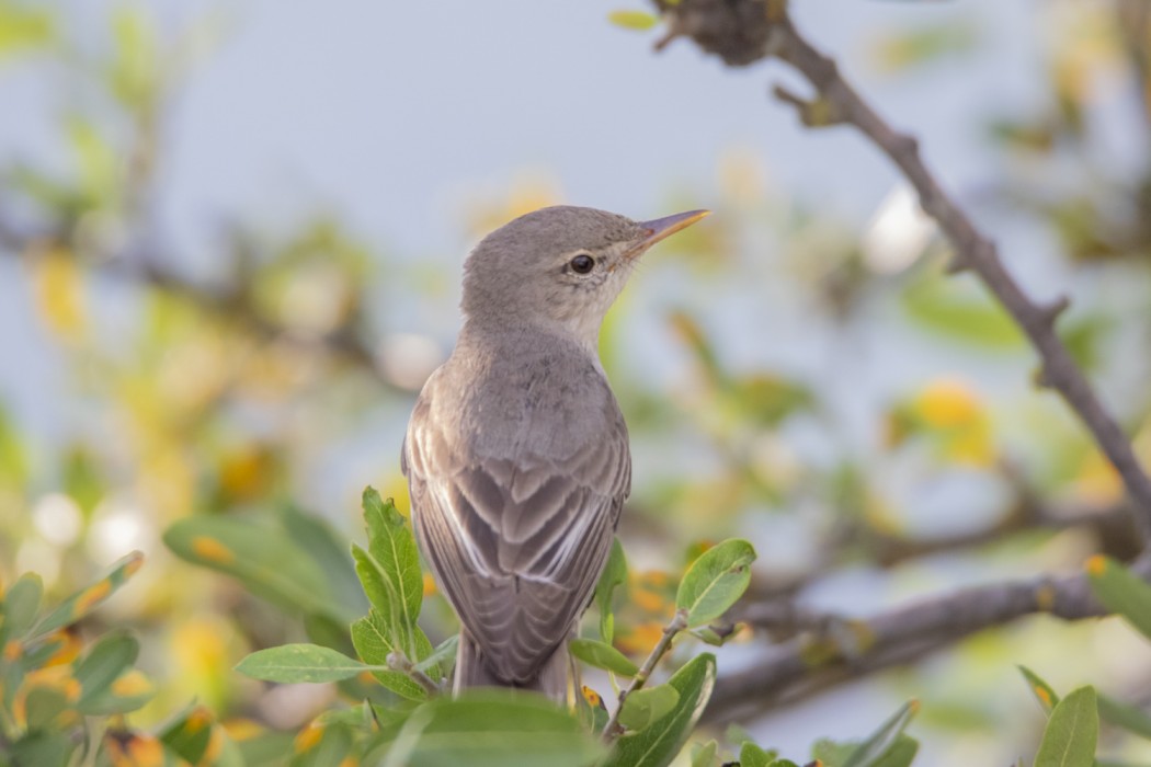 Olive-tree Warbler