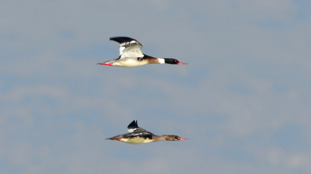 Red-breasted Merganser
