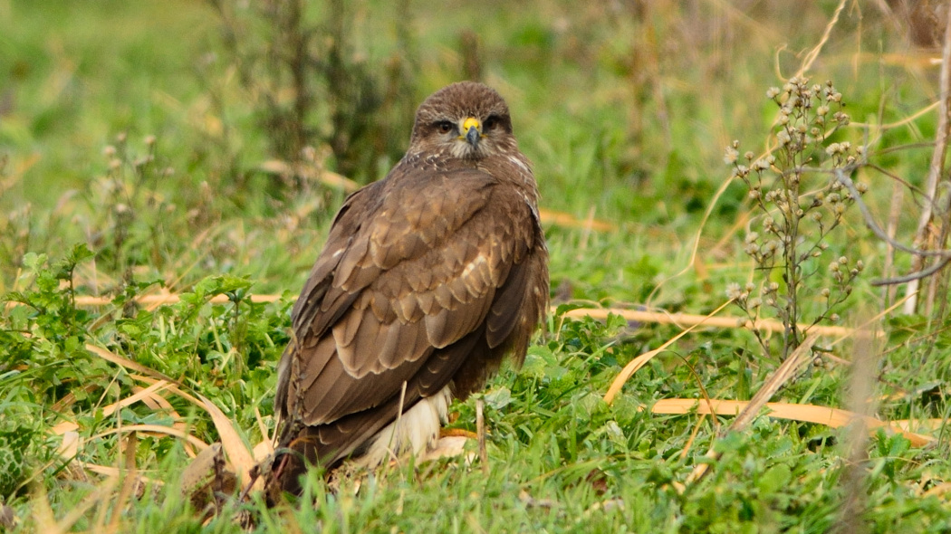 Common Buzzard