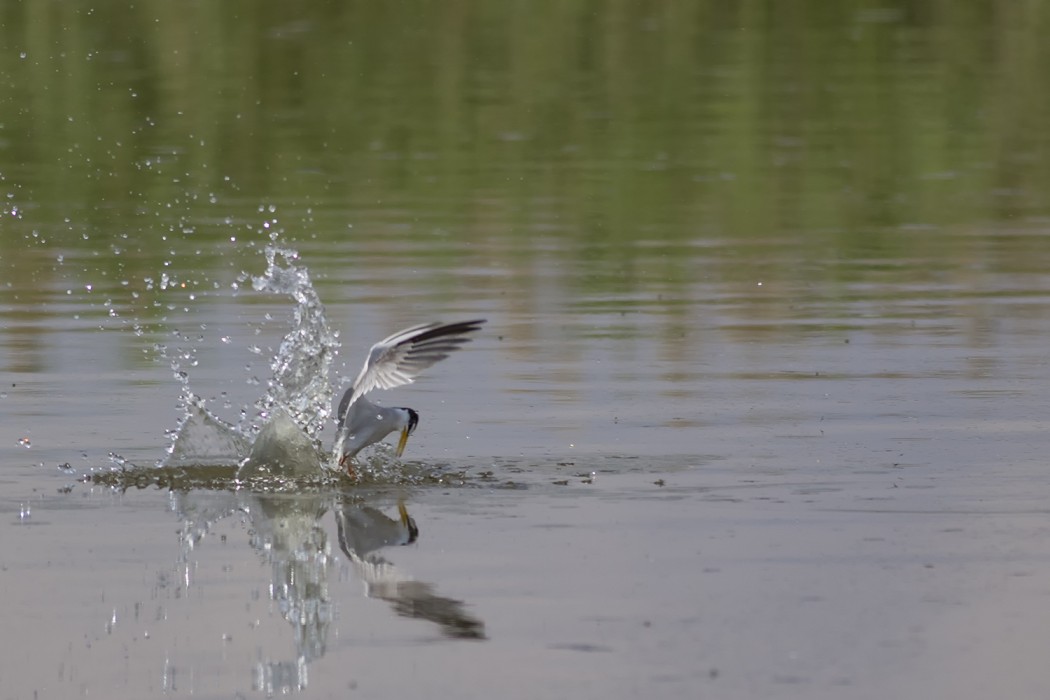 Little Tern