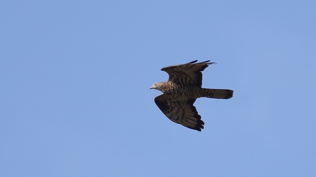 European Honey Buzzard