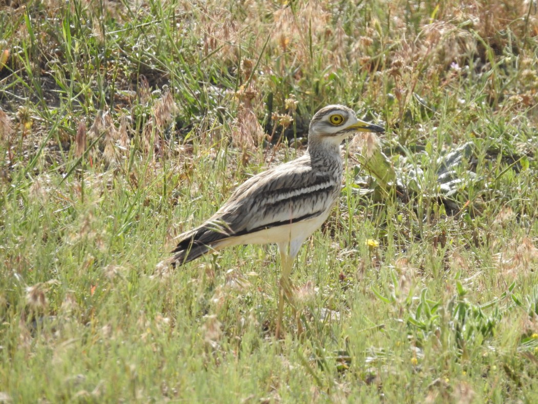Eurasian Stone-curlew