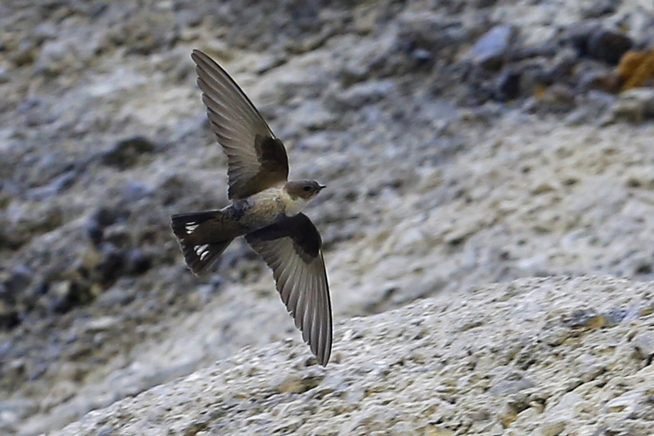 Eurasian Crag Martin