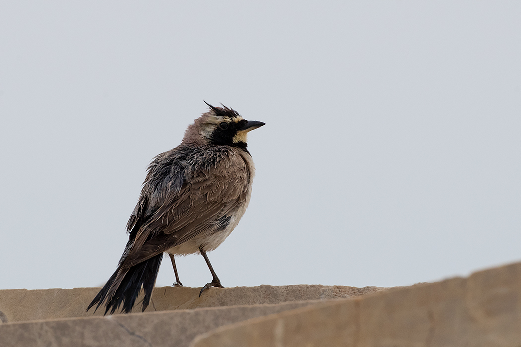 Horned Lark