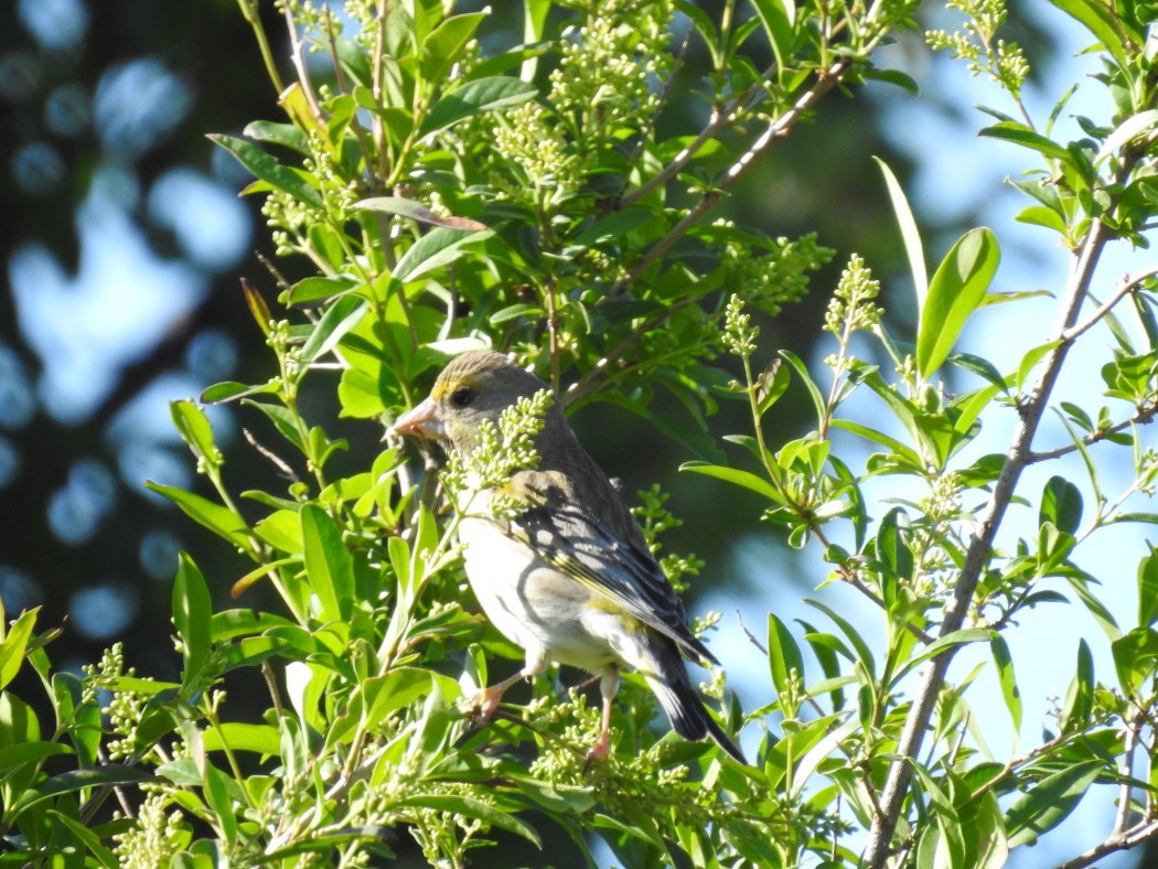 European Greenfinch