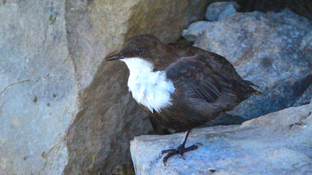 White-throated Dipper