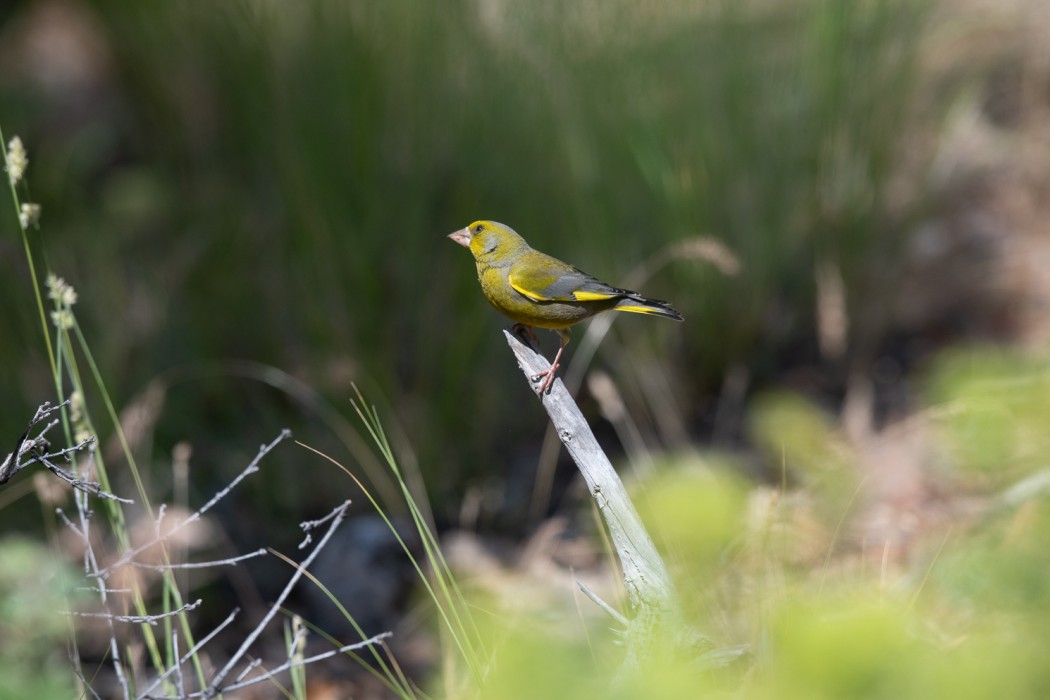 European Greenfinch