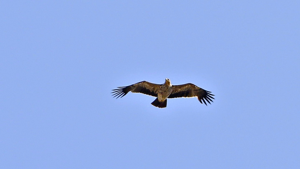 Eastern Imperial Eagle