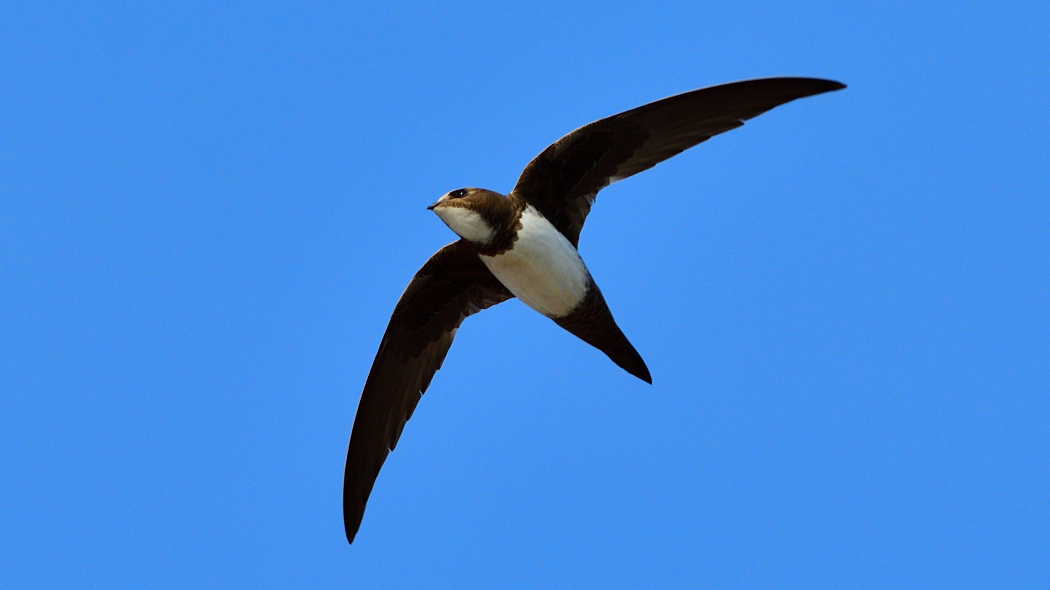 Alpine Swift