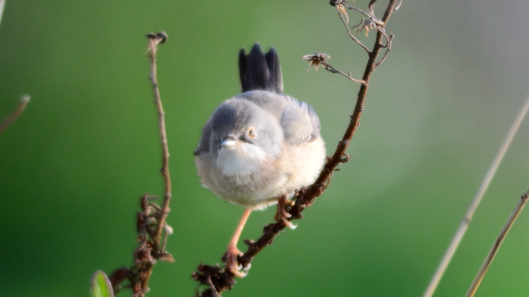 Subalpine Warbler